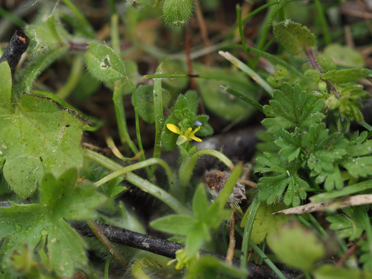 Another weirdo. Small-flowered Buttercup Ranunculus parviflora. I arrived at this site to find the dreaded strimmers had been deployed. Luckily, this plant likes to hug the ground (unlike Bee Orchids 😬). Port Solent, Hampshire. @BSBIbotany @Hants_BIC