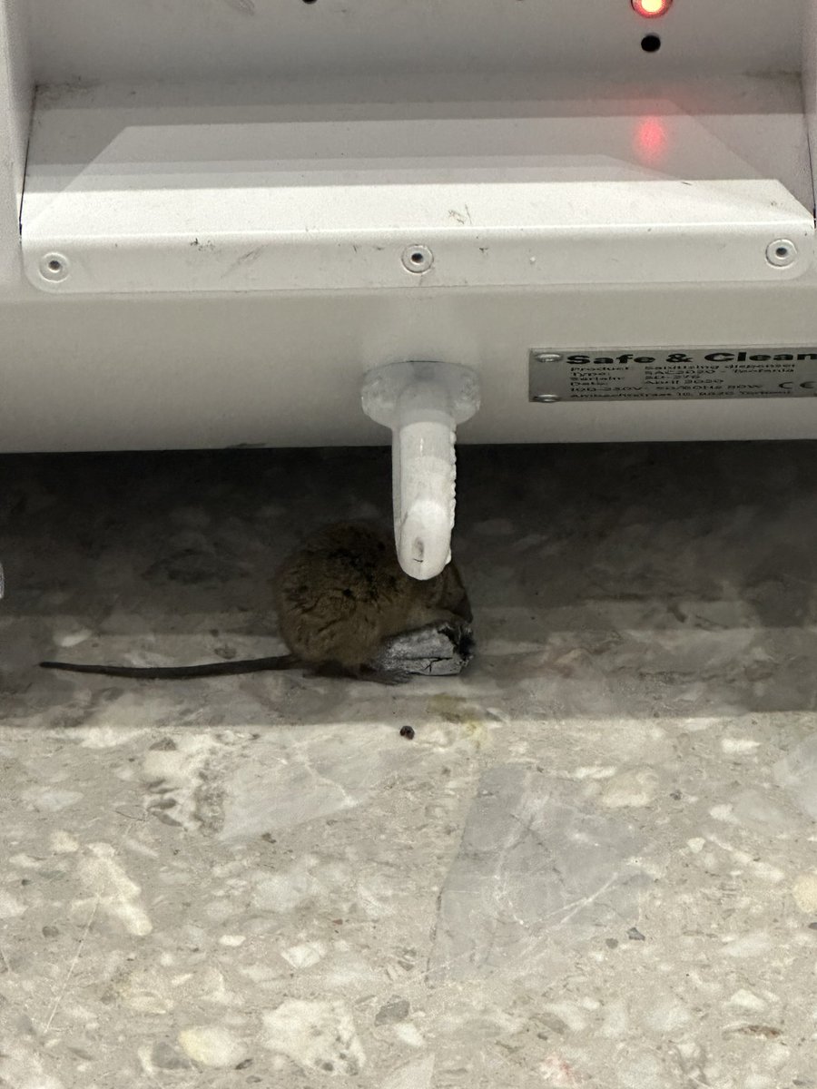 🐀🐀 @HeathrowAirport terminal 5, ironically hiding under the hygiene station 🤦🏼‍♀️. Ground staff say this is ‘normal’ and nothing can be done about it. General state of terminal not very clean, but do managers know how dangerous rats are to 🛩️🛩️ (never mind the spread of disease)?