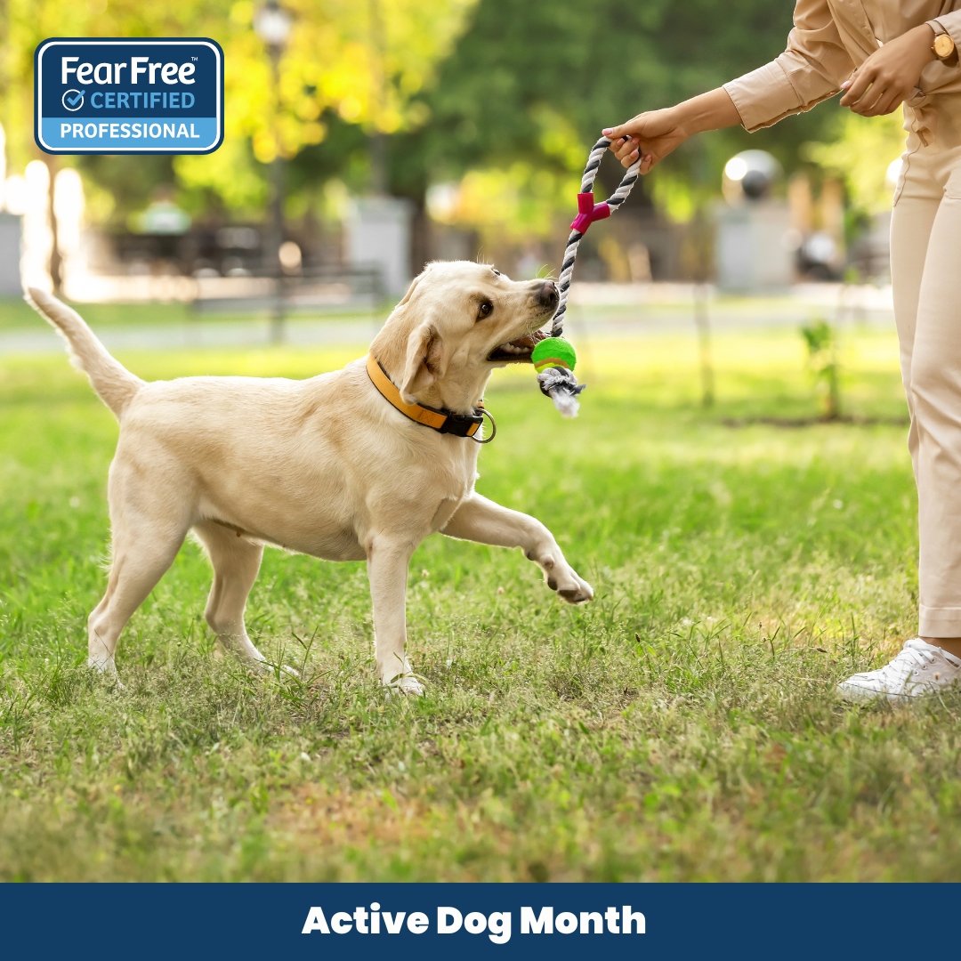 🐾 Let's PAWS for a moment to celebrate Active Dog Month! 🐾 Whether it's fetching in the park or hiking in the hills, this month is all about keeping our furry friends happy, healthy, and full of energy!  Share your adventures below!  #ActiveDogMonth #HappyPaws'