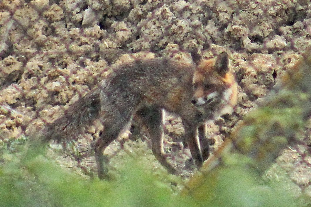 The building site foxes are still around and are now well-adapted to their daily changing environment. This guy is always easy to recognise by his mostly grey coat.
