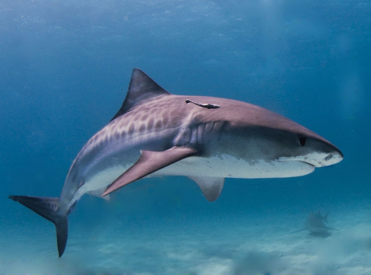 Shark fact: female tiger sharks can grow up to 5.5 m/18 ft long!