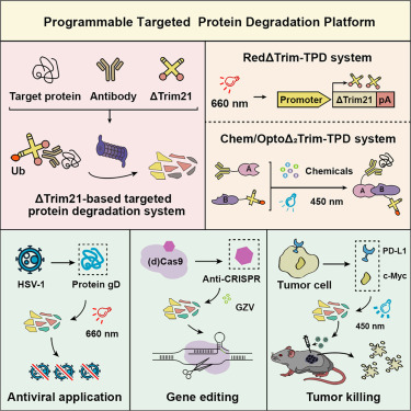 A programmable targeted protein-degradation platform for versatile applications in mammalian cells and mice dlvr.it/T5s8Qr