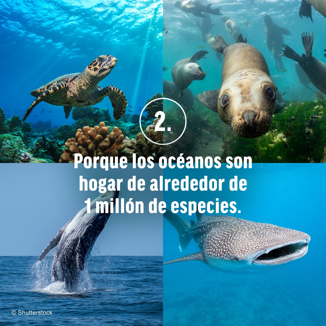 Oceana_Peru tweet picture