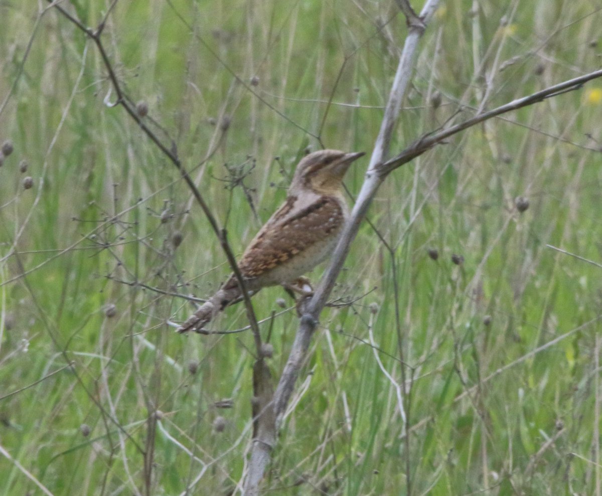 Overnight rain produced a big fall of migrants in the Kaliakra area, mainly wrynecks and thrush nightingales but also flycatchers, shrikes, nightjar, quail and countless whinchat #Bulgariabirds at its best