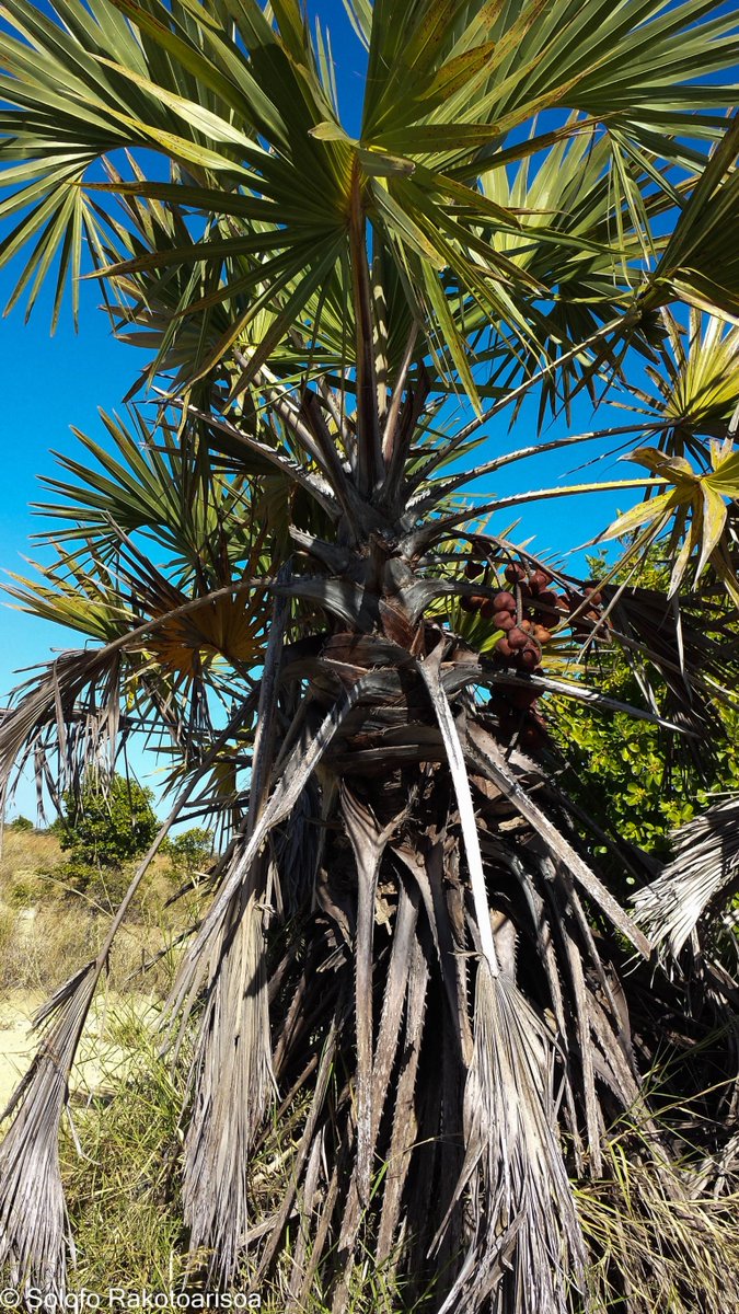 #Hyphaene coriacea #Arecaceae one of the rare palms which are not endemic to #Madagascar widespread in savanna and coastal vegetation in W