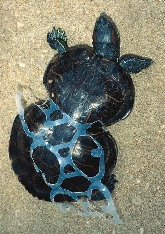 This is 9 year old Peanut who was found in the wild in 1993 with the plastic ring squeezing her shell. Peanut's story is remarkable because she is still with us today. 1/ ALWAYS cut the plastic rings before throwing out. ✂️ #BlueEarth #ResistanceEarth #wtpEARTH #EarthDay2024