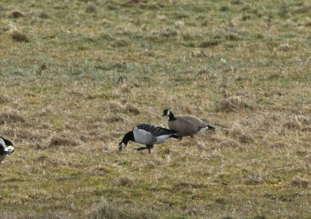 Steve Duffield tweet media