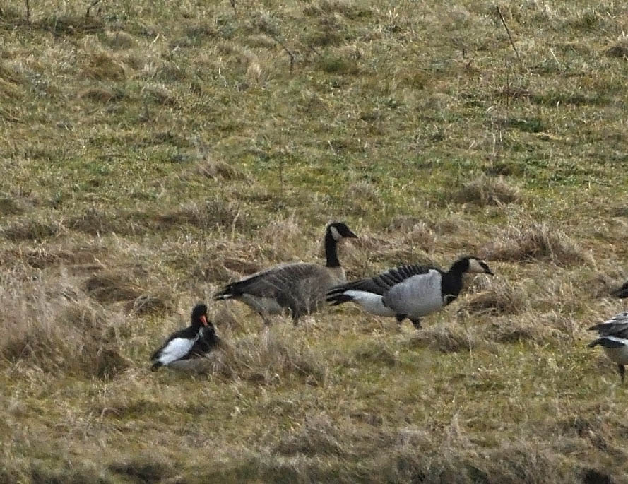 After scanning through 1,000's of Barnacle Geese throughout the winter in North Uist and 1,000's of migrant Barnacles as they stopped off in North Uist on their way north; a single Cackling Goose was with the last 15 Barnacle Geese left in North Uist this morning!