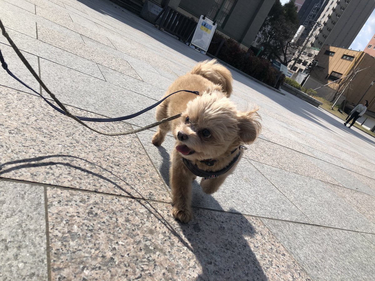 wanpark_189's tweet photo. お散歩✨
また遊ぼ〜ね💕

ワンパーク西中洲店は24時間営業、年中無休、24時間送迎対応のお店となっております！ https://t.co/jisXVNuZ6P