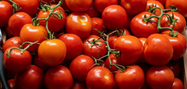 British Tomato Fortnight is back for 2024! Read more via #HortNews >> hortnews.com/articles/horti… @VegPowerUK @Britishtomatoes #BritishTomatoFortnight