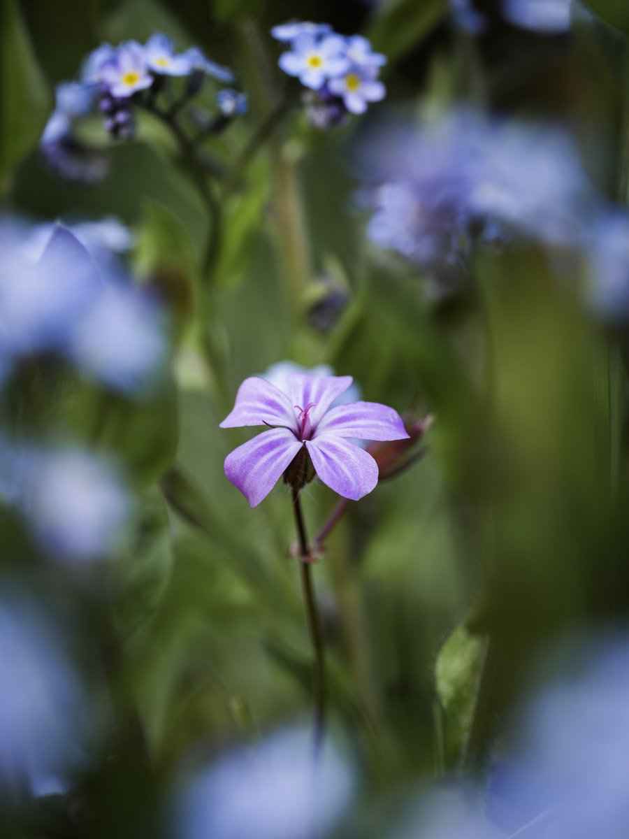 Standing out from the crowd.

#FSPrintMonday #APPicOfTheWeek #MacroHour #FlowerPower #OMSYSTEM