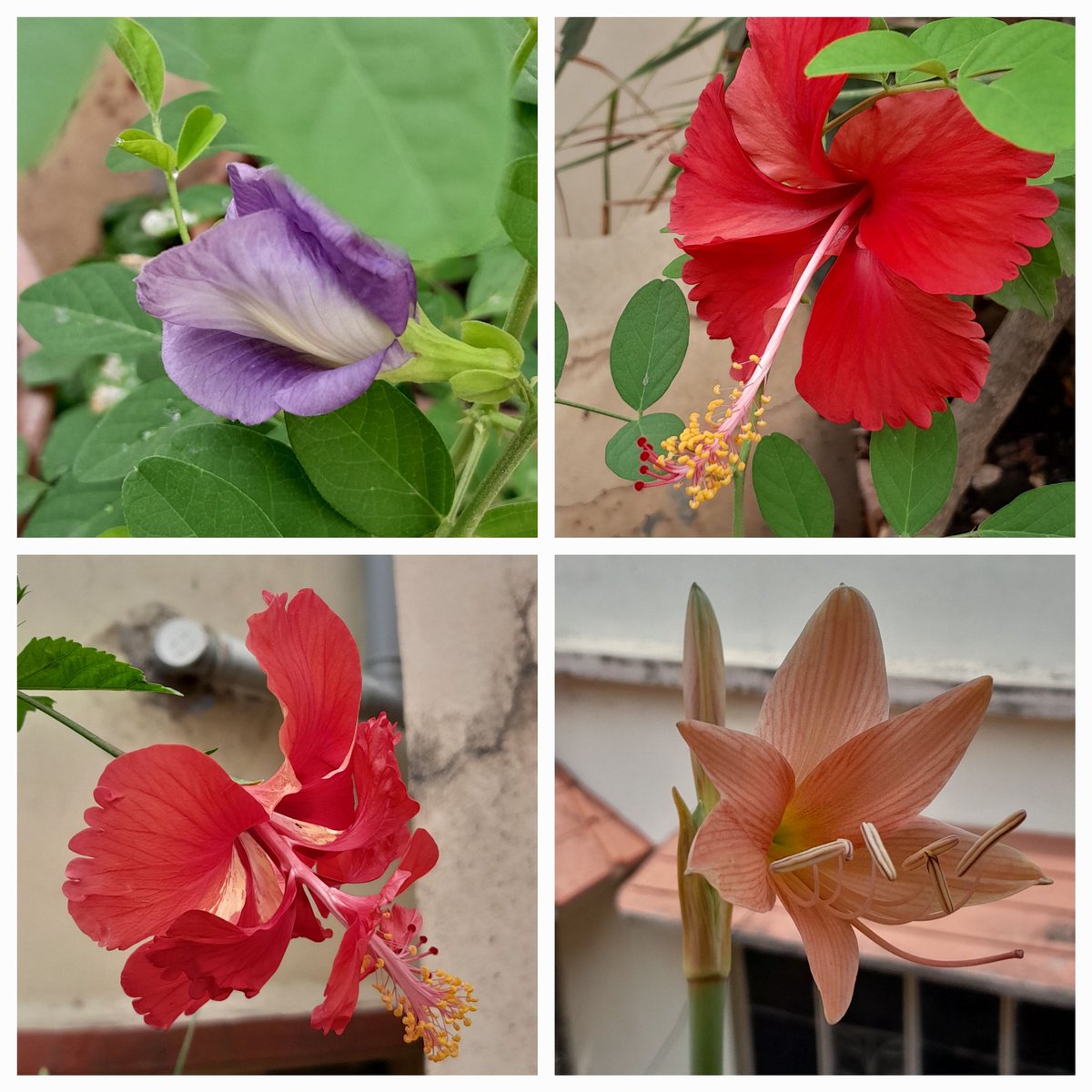 Our rooftop garden on 22.4.24