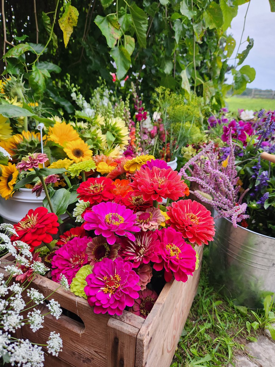 French Blooms specializes in growing cut flowers and they will be looking after the flower fields at Robintide Farms! The same pick-your-own flower experience will be offered, as well as bouquets, DIY wedding/event buckets, workshops, and markets!

#RobintideFarms #FrenchBlooms