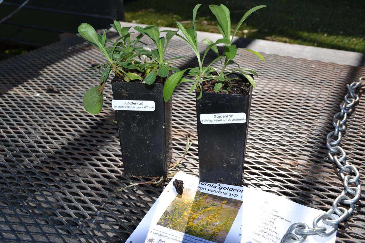 Go Green on #EarthDay We learned all about landscaping with CA native plants at @saclib Galt-Marian O. Lawrence Library's Native Plant Nursery presentation last week Did you know using native plants can save water AND create cozy homes for butterflies, bees and more?🦋🐝