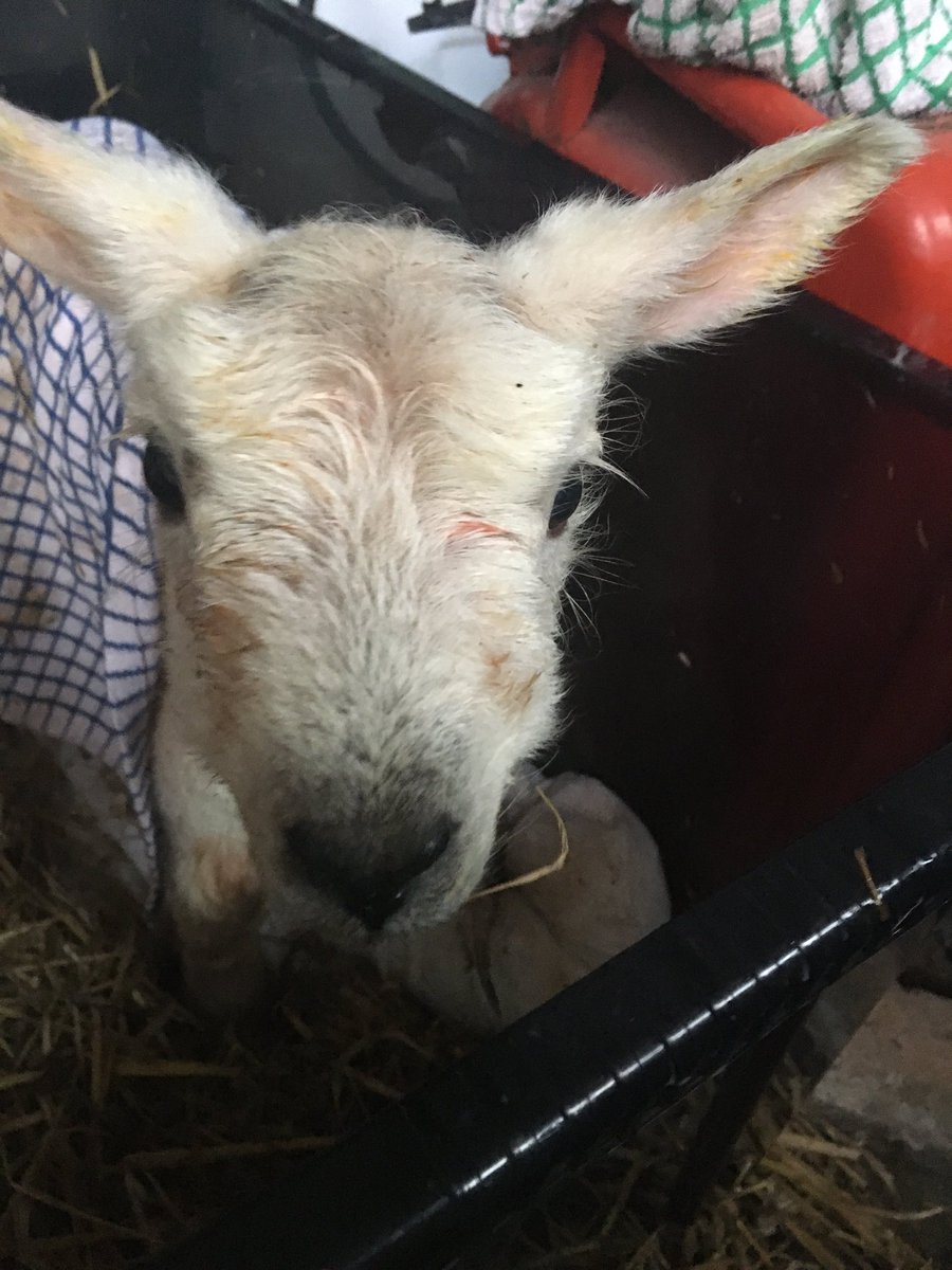 Another orphan lamb - any takers?