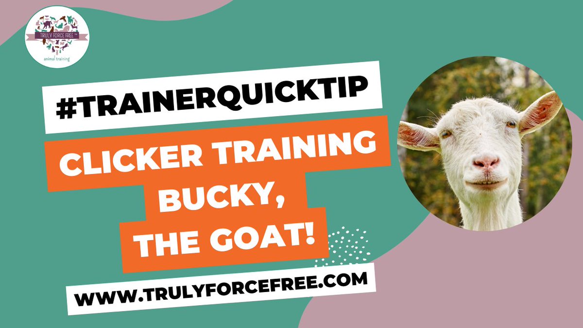 forcefree_pets's tweet image. ➕🐏#trainerquicktip Clicker Training Bucky, The Goat!

You CAN clicker train any animal including a goat with positive reinforcement! This #trainerquicktip is in remembrance of Bucky, the goat, who has crossed over the rainbow bridge.

👀WATCH NOW ➡youtu.be/Mmdbn91nkvs