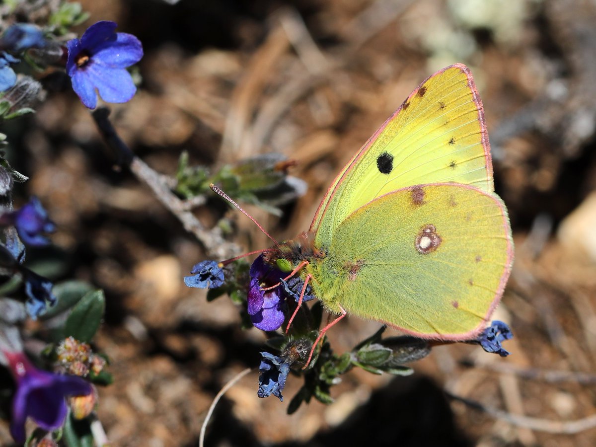 A marvellous start to our Spring Butterflies of Central & Northern Spain tour this afternoon, with good numbers of fresh Spring Ringlet and Berger's Clouded Yellow flying together over flowery hillsides. Happy guests, and happy tour leaders!