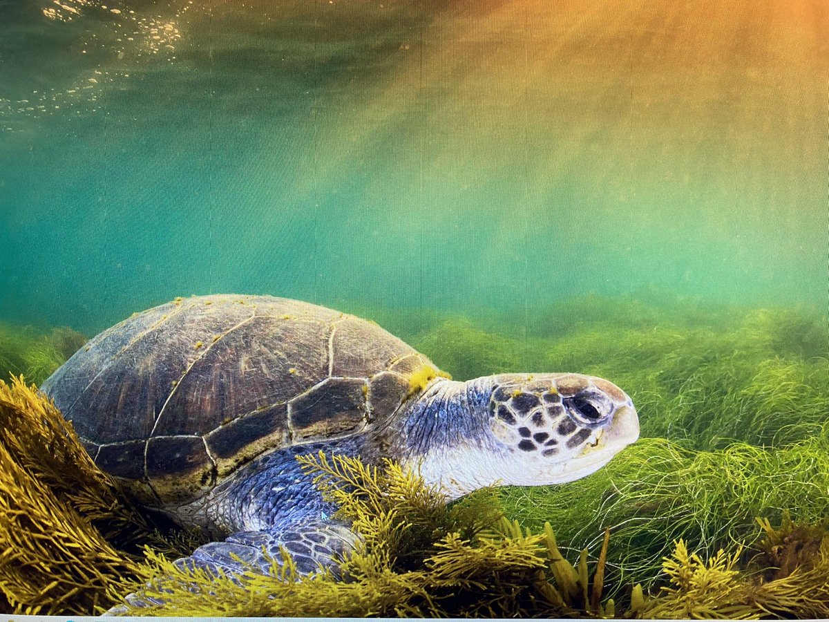 As we glide through this life, let us always remember all sentient beings who share this precious #earth 🐢🌏🐳🌎🐝🌍🐘 We are deeply interconnected, what we do has a resounding impact, let’s take care of her! 🌎🦋 @DalaiLama #EarthDay2024 #ConsciousPlanet #JoyTrain 📸@bing