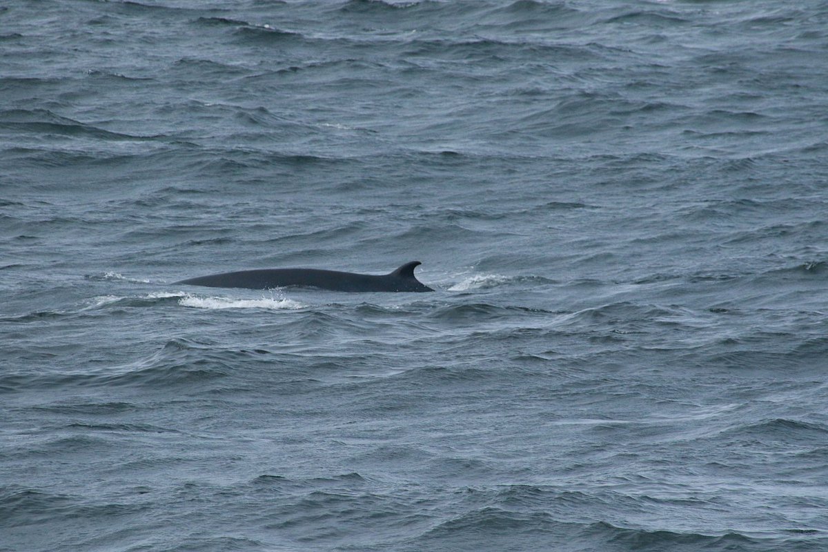 #happy #EarthDay from the #minke #whales at Fraserburgh... very cool, very close in.. @WildlifeOWindow @Dolphinsighting @whalesorg