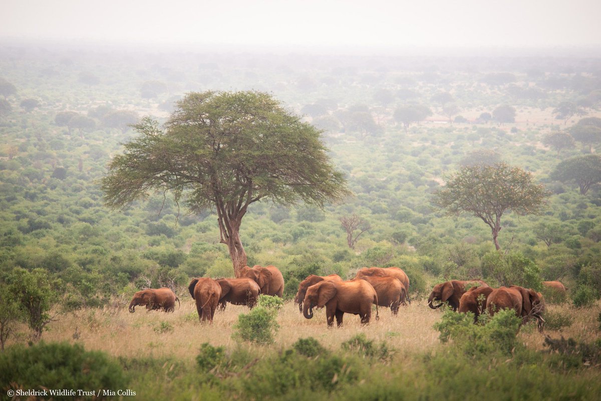 An ode to the beauty of Planet Earth on #EarthDay! There are places where nature still reigns. Lands of endless horizons, interrupted only by the silhouette of an elephant crossing the plains. These are the wilderness we’re protecting with your help: sheldrickwildlifetrust.org/projects/savin…