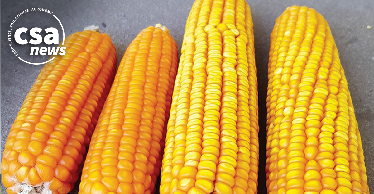 Let’s talk about the grain quality trade-offs between yield and dry milling maize. 🤔 ow.ly/lptg50RiAvy
