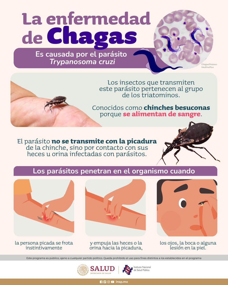 A diferencia del dengue o paludismo, la enfermedad de Chagas no se transmite directamente por la picadura de las chinches, sino por el contacto con sus heces.
#Chagas #EnfermedadChagas