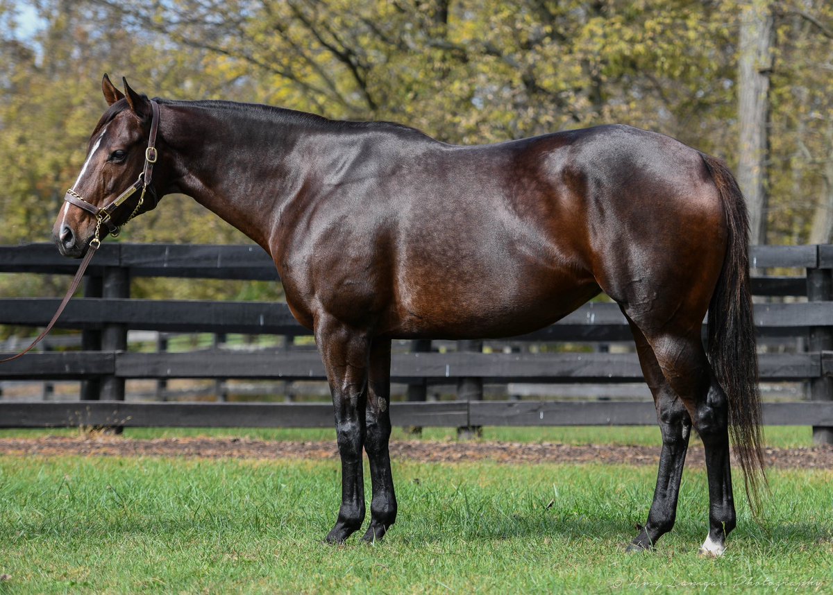 #MareMonday Ghost inthe Mirror (Ghostzapper). A 1/2 sister to G1w Silver State out of LwG3p Supreme. Her 1/2 brother Candy Drive, continues to impress in Japan winning the 1400 m allowance race at Tokyo on Saturday. #NatalmaBloodstock #LightUpRacing