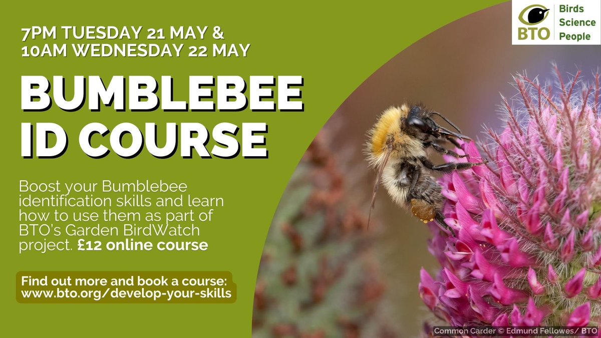 Bee prepared for another exciting BTO ID course! 🐝Book a place 👉 bto.org/develop-your-s… This course will help you identify the species of Bumblebee most commonly encountered in gardens, understand their ecology and how to record them for BTO's Garden BirdWatch.