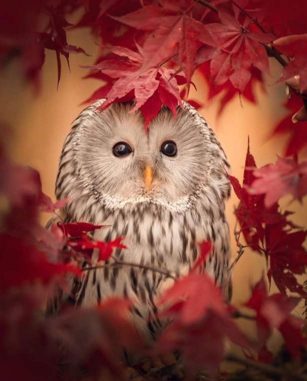 owl #birds #birdwatching #NaturePhotography #wildlifephotography