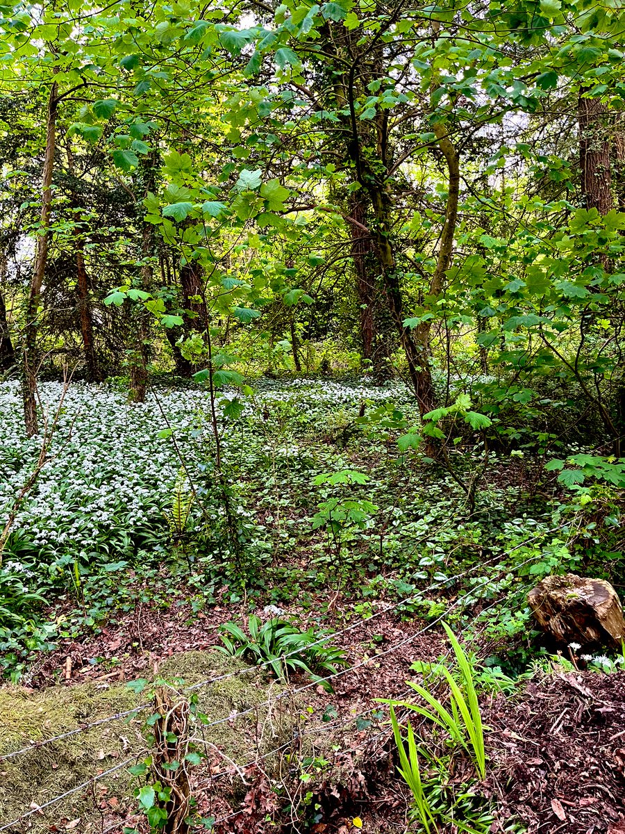 Wild garlic at the end of the garden going to seed…