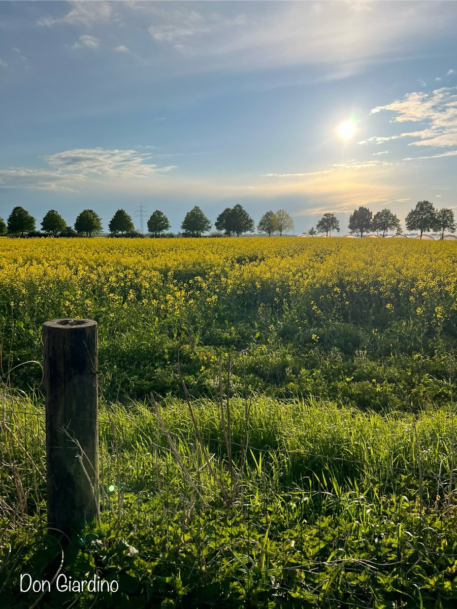 Normalerweise blüht der Raps in meiner Ecke von Mitte April bis Mitte Mai. 4 Wochen lang, aber dieses Jahr ging es mehrere Wochen früher los. Die Blüte nimmt bereits ab. Das dürfte das letzt schöne Foto sein.