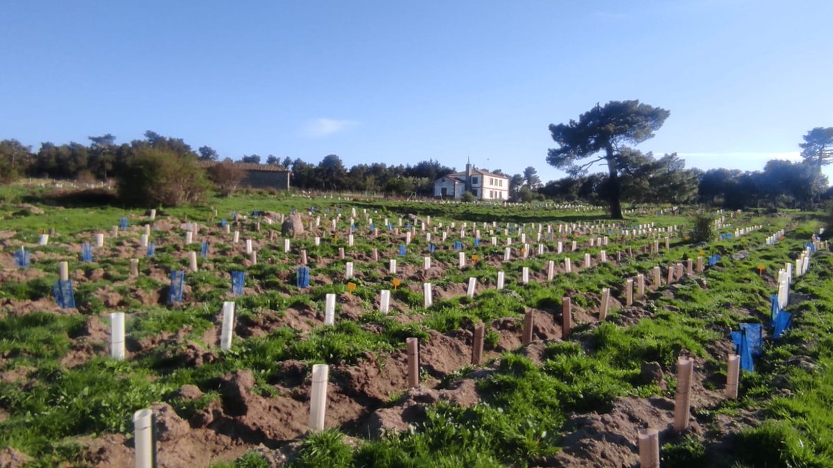RecForestProj's tweet image. Este año llega la primavera con mucha agua dejando nuestros paisajes verdes y espectaculares 🌱