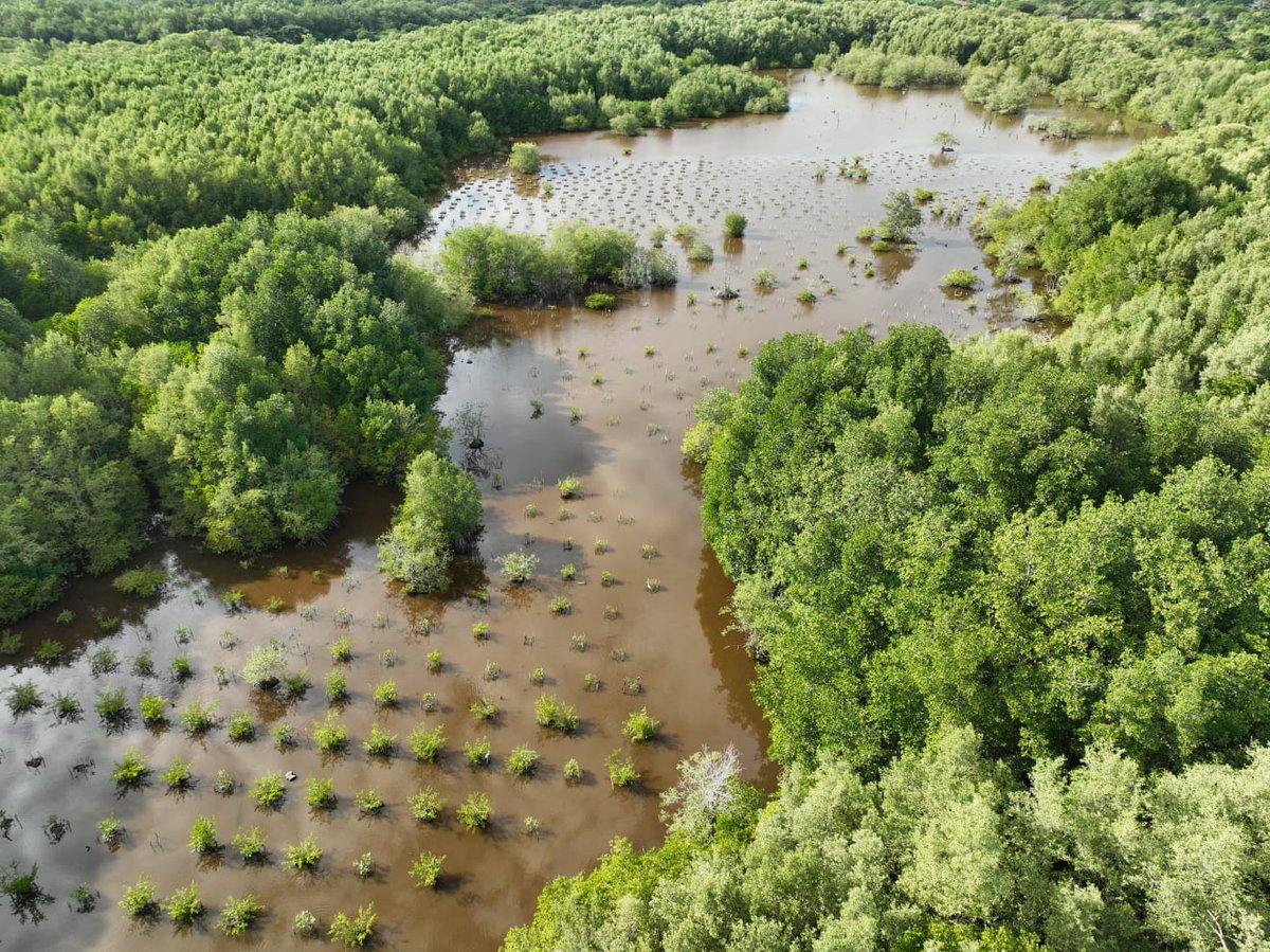 HALO is helping restore #ElSalvador's mangrove forests! 🇸🇻 Only 40% of original mangroves remain, but we're on a mission: empowering communities & training 17 young people to replant over 5000 trees! 🌱 #WorldEarthDay