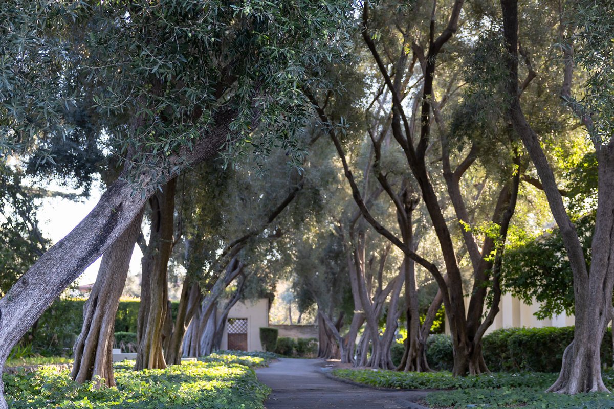 scrippscollege tweet picture