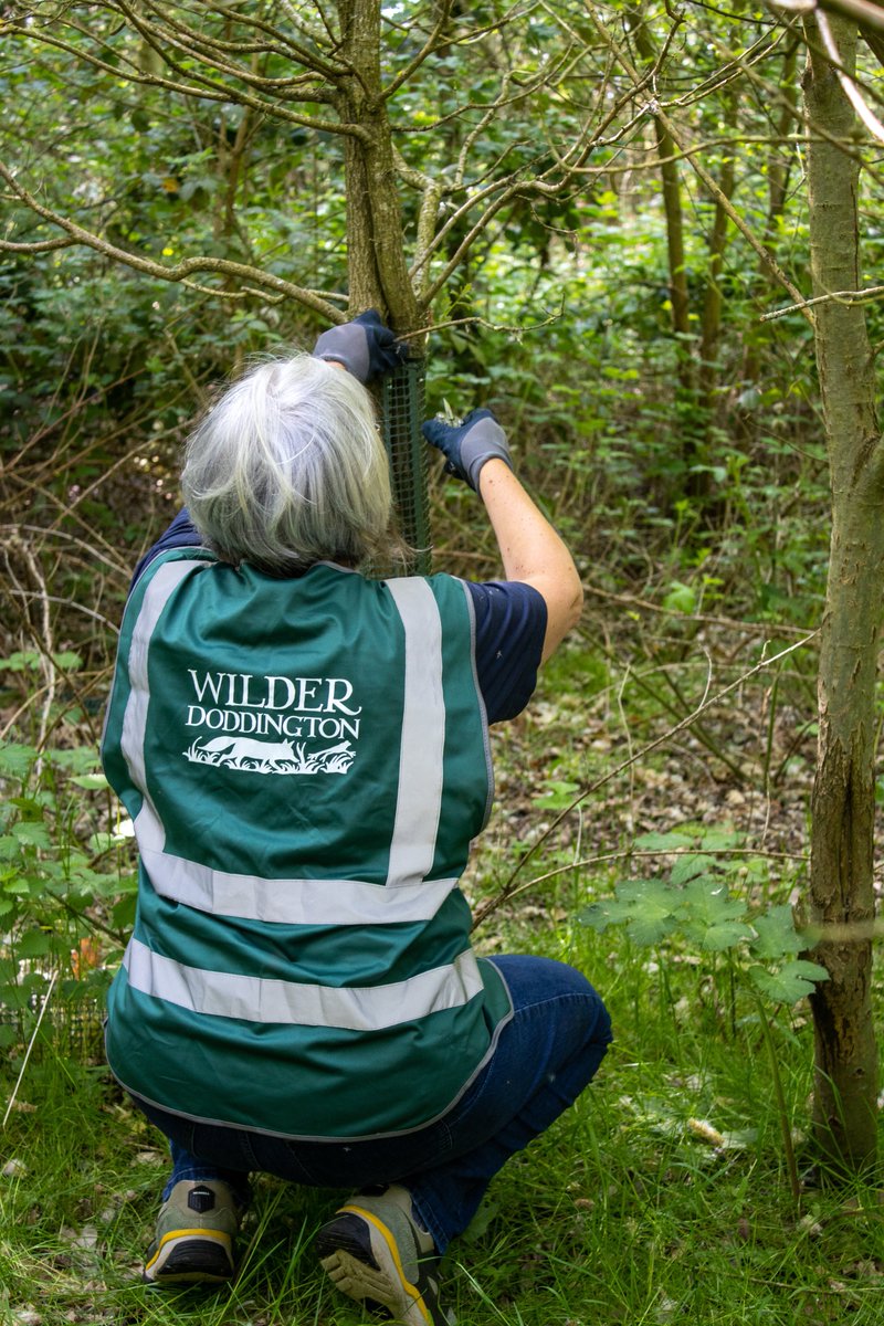 Just one example of how we're working to #EndPlastics across the estate is the enormous efforts of our #WilderDoddington volunteers - helping us decontaminate our woodlands, removing redundant tree tubes & litter🌳🌎 #EarthDay #PlanetVsPlastics @EarthDay