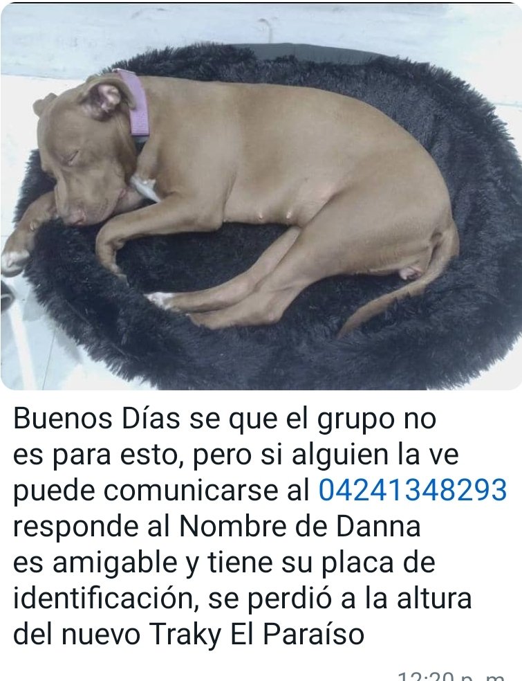 PerroUsuario's tweet photo. Se busca a Danna, el Paraíso Caracas RP @jpernalt: SE BUSCA A DANNA... EL PARAÍSO -CARACAS. NO ES AGRESIVA. https://t.co/LV8fOHKWiP