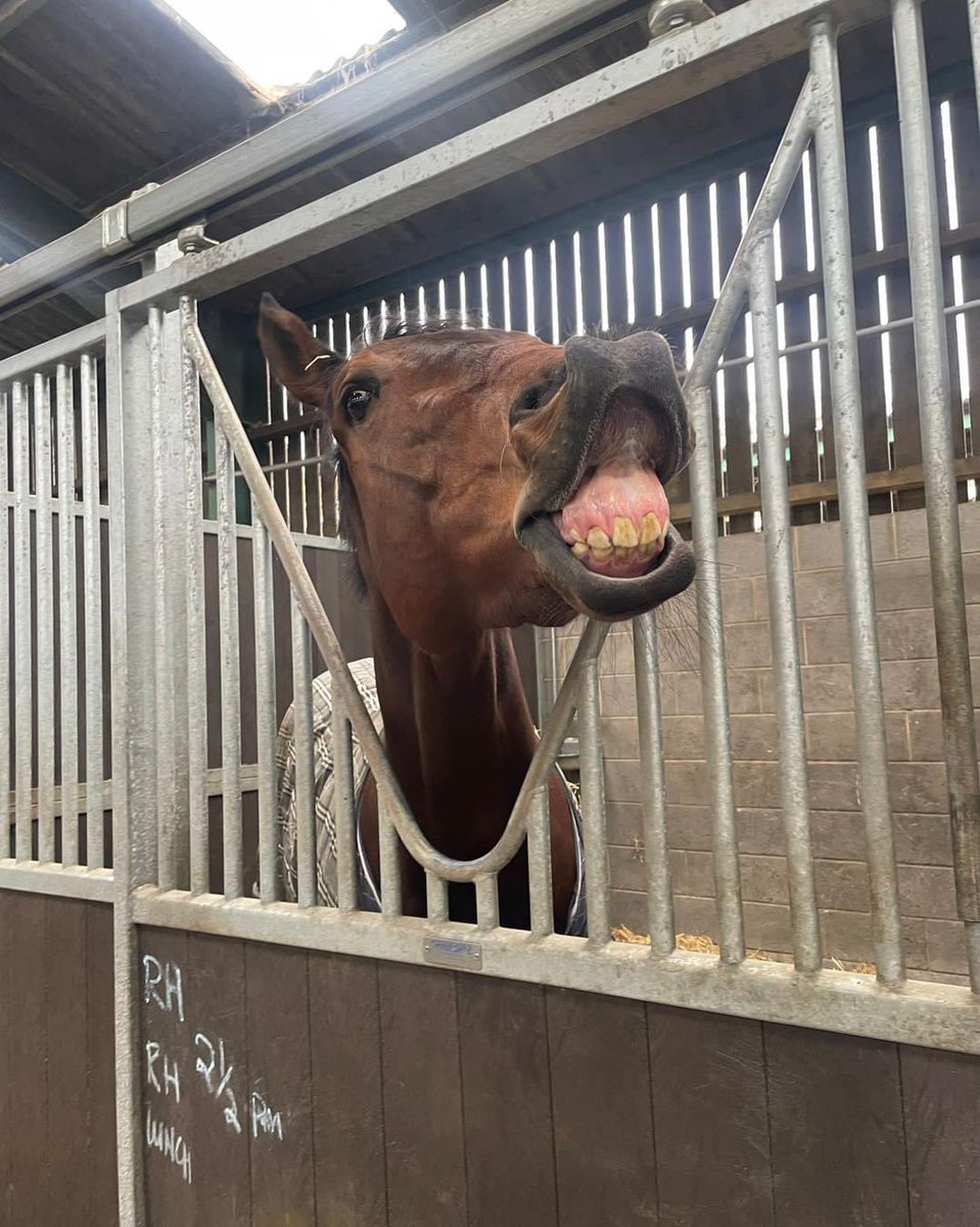 #TeamYorkshire enjoyed 28 winners last week, including 3 Group 3 victories! 

Esquire won the Greenham Stakes at Newbury on Saturday and is very pleased with himself 😜
