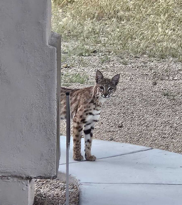 Bobcat in Scottsdale, AZ