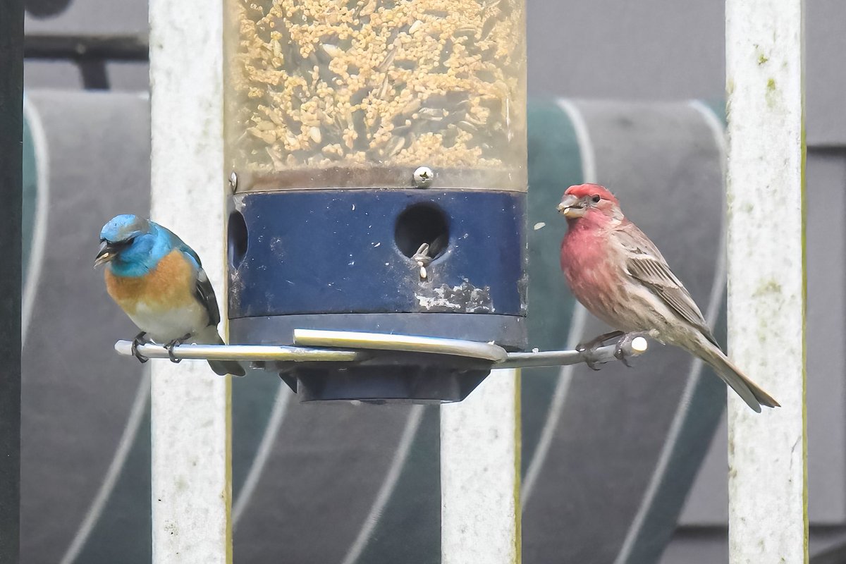 Lazuli buntings are small, finch-like birds. Compare its size to other birds visiting the bird feeders, seen yesterday in Long Island, Suffolk County #lazulibunting #northerncardinal #rosebreastedgrosbeak #chippingsparrow #housefinch #BirdsSeenIn2024