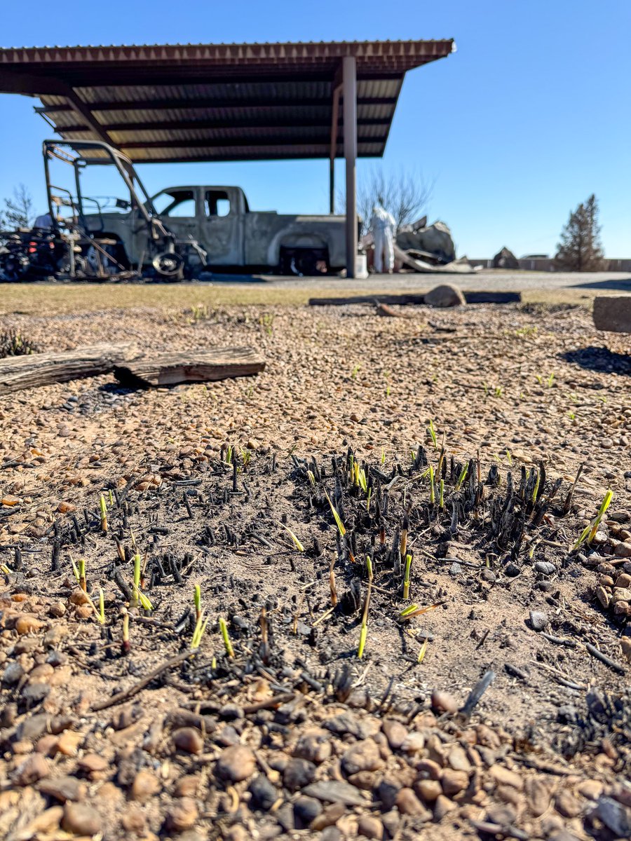 Reminded by the power of Earth. 🌱 Snapped this photo back in March at a home that had been burned out by the Panhandle wildfires. A few days after the largest wildfire in Texas history, signs of life began to return. #EarthDay 🌎
