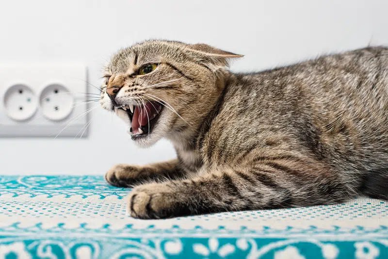 AndyKemper's tweet photo. With five days before the conference final, let’s address the important topics, such as:

Is the PG logo a Cougar or an Angry House Cat? https://t.co/g1QtFyg9UE