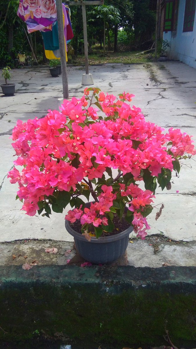 Creative_1984's tweet photo. Ready,
Bougainvillea, orange

#bougenville
#bougainvillea https://t.co/D2632L9DEd