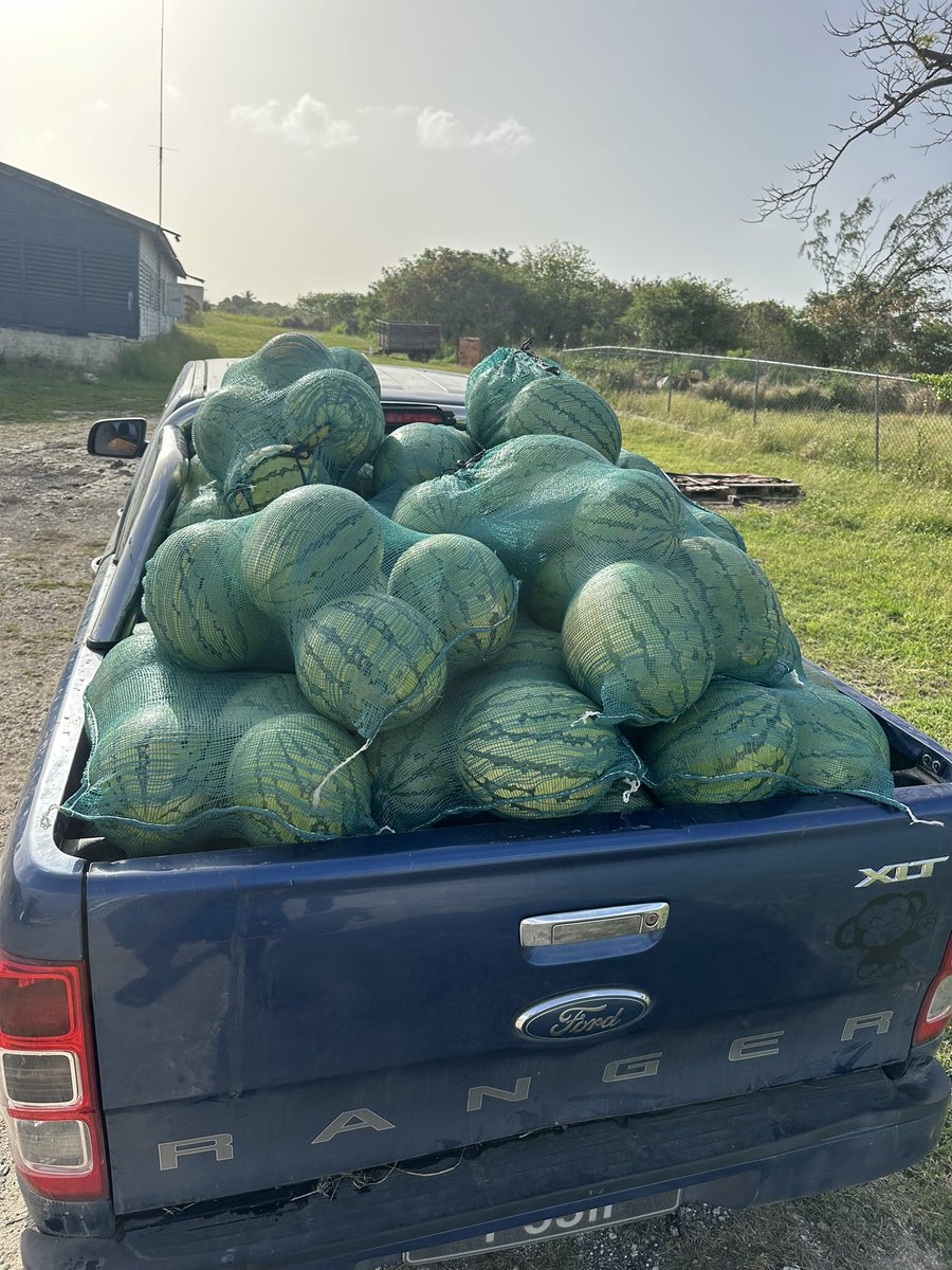 Watermelons harvest 

🍉available $2lb HMU 🤙🏾