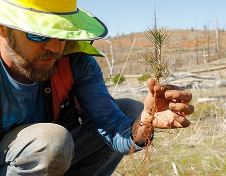 FEATURE: Growing Hope: Rim Fire Replanting Wraps Up on @Stanislaus_NF. fs.usda.gov/goto/RimFire The Stanislaus got an impressive 493K trees planted over 1,500 acres in under 3 weeks in the #RimFire burn scar as part of their annual spring planting. @forestservice @YosemiteNPS