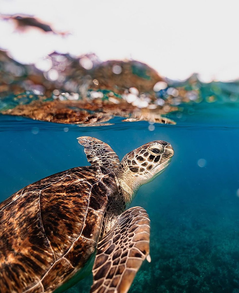 🐢 Sea turtle nesting is in full swing! It runs annually March through October here in Greater Fort Lauderdale. 

📍: Pompano Beach 
📸 : clarkfishing

#visitlauderdale #pompanobeach #seaturtle