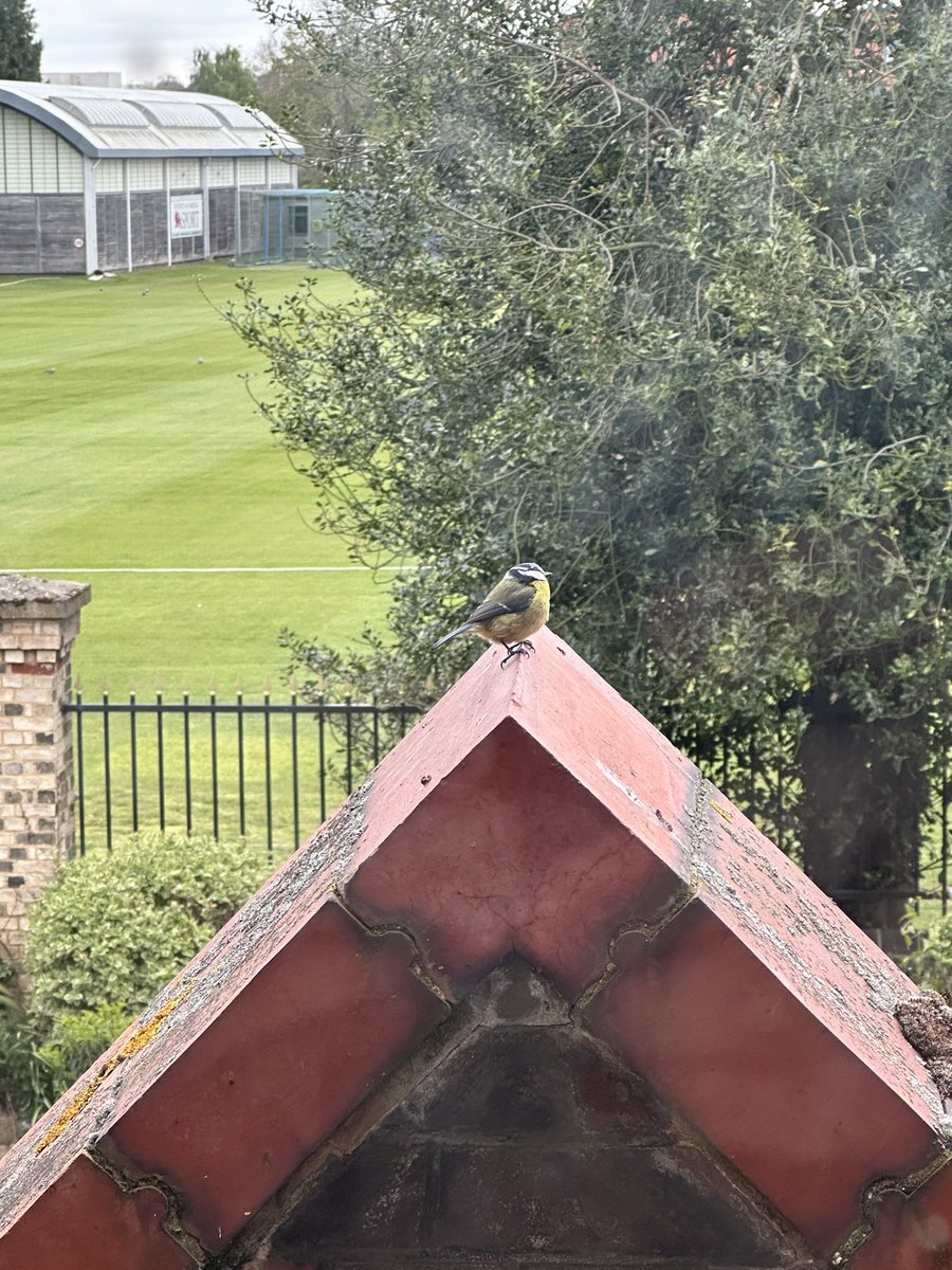 Why is @Hughes_Hall so wonderful? It is a bit of a green oasis in the middle of the City. Do you spot my new friend outside my office window? Inspiring when you are working on protecting the climate and biodiversity.