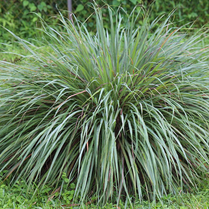 HerbalistChief's tweet photo. Lemon grass treats

🌿Malaria
🌿Convulsion
🌿Typhoid fever
🌿Toothache 
🌿Cough
🌿Joint pains
🌿Common cold
🌿High blood pressure
🌿Stomachache
🌿Exhaustion 
🌿Obesity 

Boil fresh/dried grass with water for 15-20 mins and drink a teacup twice daily. Nature heals. https://t.co/pMhfIAEOMQ