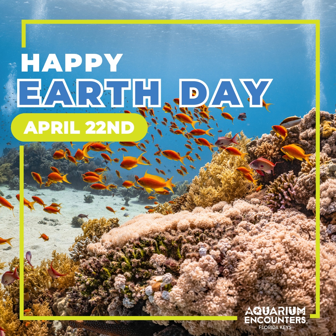 Happy Earth Day to our beautiful blue planet and all the amazing aquatic creatures that call it home! Let's celebrate and protect their ocean playground today and every day! 🌎 💚 
.
.
.
#aquariumencounters #FLaquariumencounters #baldeagle #everydayisearthday #coralrestoration...
