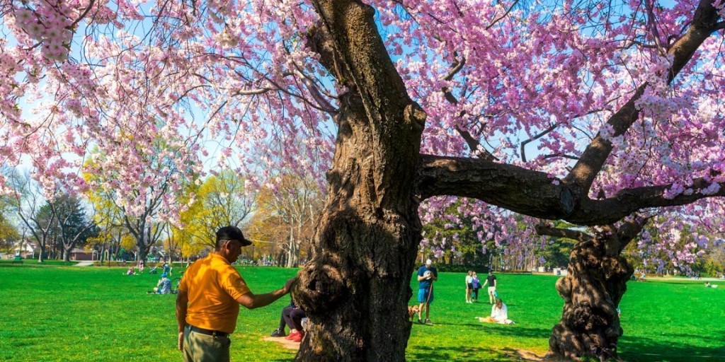 Happy Earth Day 🌎️🌸💗⁠ ⁠ What better way to celebrate than getting up close to the beautiful cherry blossoms across the city. ⁠ ⁠ 🌸 Bayfront Park 🌸 @RBGCanada 🌸 Gage Park 🌸 Cenennial Park ⁠ 📸 @mrq_shotz⁠ ⁠ Learn more about these locations: bit.ly/3U6mrEV