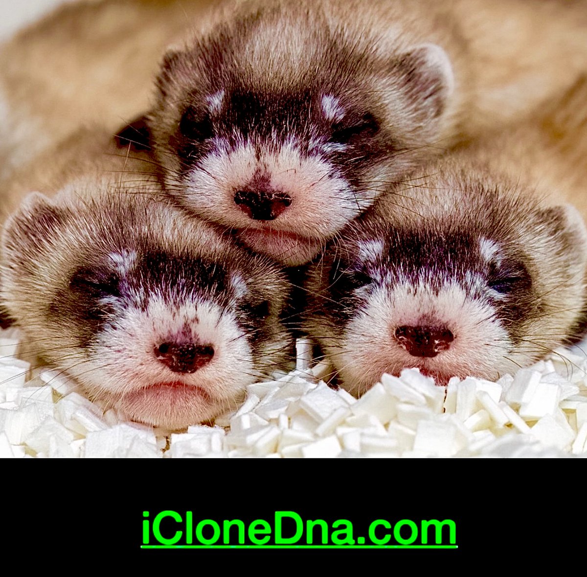 #cloning #dna #artificalintelligence #blackfootedferret #endangeredspecies #Genetics #crispr #NewsUpdates #elon #biotechnology #stemcells #human  #TechnologyNews #NewsUpdate #FutureIsBright #FutureTech #biotech #future #bhfyp #conservation